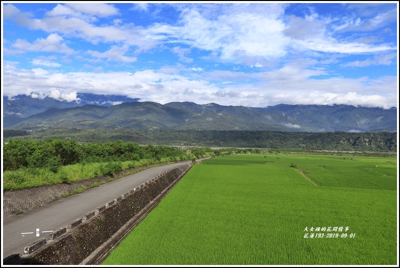 花蓮193青秧-2019-09-09.jpg 花蓮193青秧-2019-09-09.jpg