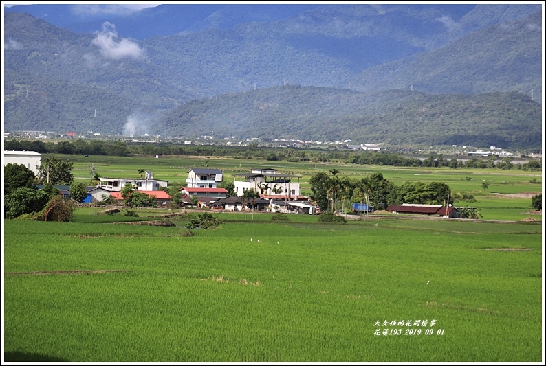 花蓮193青秧-2019-09-12.jpg 花蓮193青秧-2019-09-12.jpg