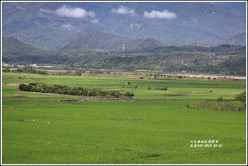花蓮193青秧-2019-09-13.jpg 花蓮193青秧-2019-09-13.jpg