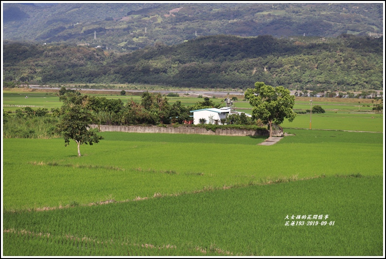 花蓮193青秧-2019-09-14.jpg 花蓮193青秧-2019-09-14.jpg