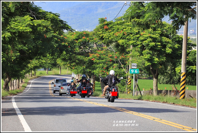 花蓮193青秧-2019-09-15.jpg 花蓮193青秧-2019-09-15.jpg