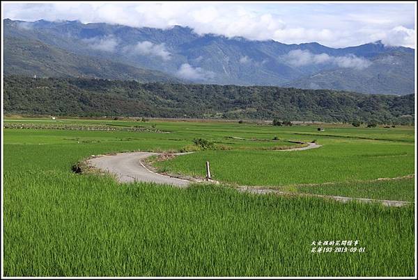 花蓮193青秧-2019-09-16.jpg