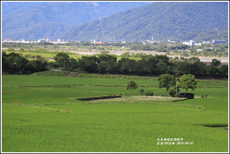 花蓮193青秧-2019-09-18.jpg 花蓮193青秧-2019-09-18.jpg