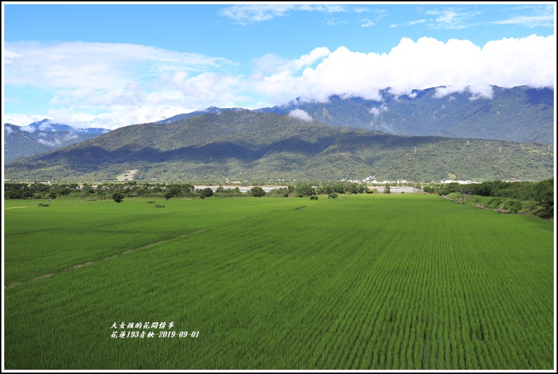 花蓮193青秧-2019-09-20.jpg 花蓮193青秧-2019-09-20.jpg
