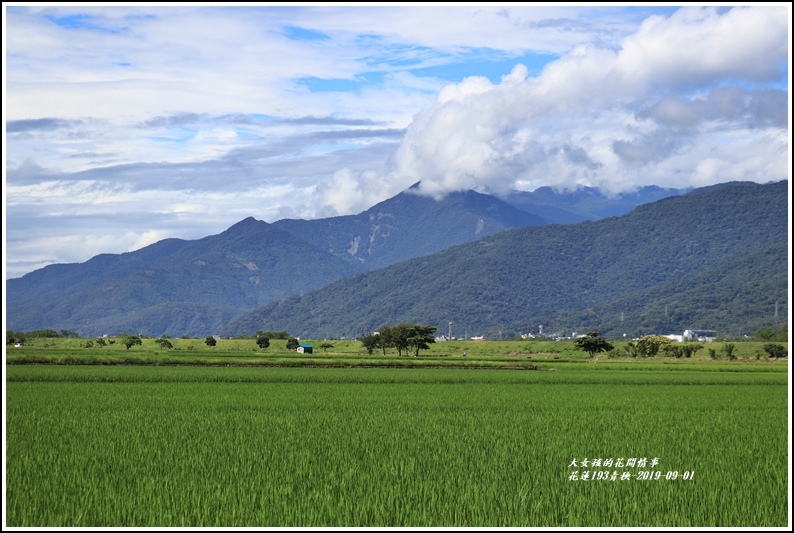 花蓮193青秧-2019-09-21.jpg 花蓮193青秧-2019-09-21.jpg