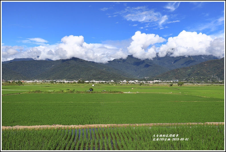 花蓮193青秧-2019-09-22.jpg 花蓮193青秧-2019-09-22.jpg