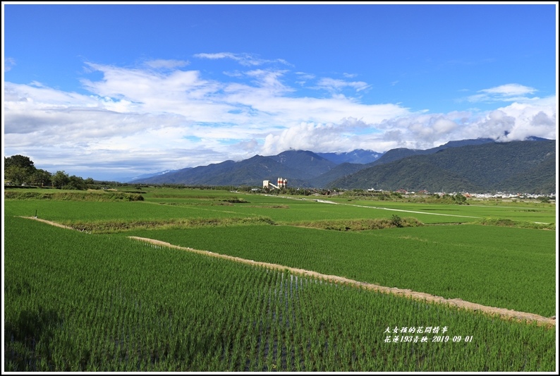 花蓮193青秧-2019-09-23.jpg 花蓮193青秧-2019-09-23.jpg
