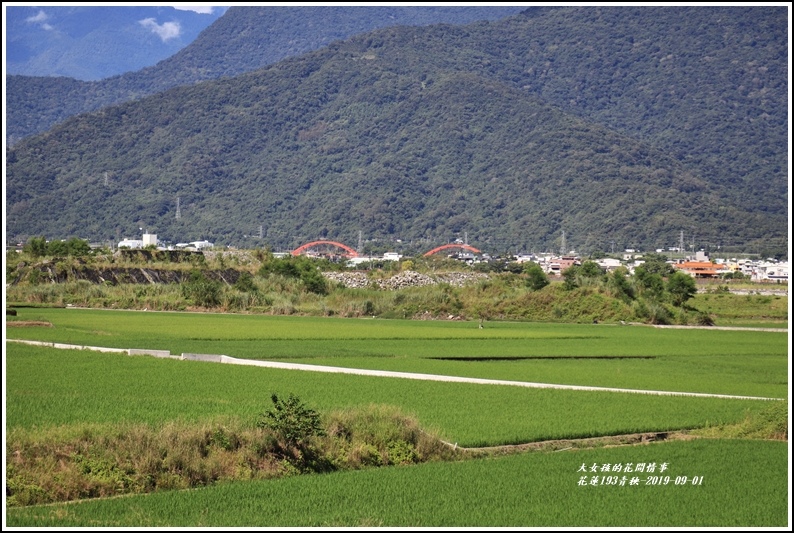 花蓮193青秧-2019-09-24.jpg 花蓮193青秧-2019-09-24.jpg
