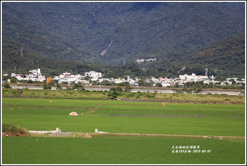 花蓮193青秧-2019-09-25.jpg 花蓮193青秧-2019-09-25.jpg
