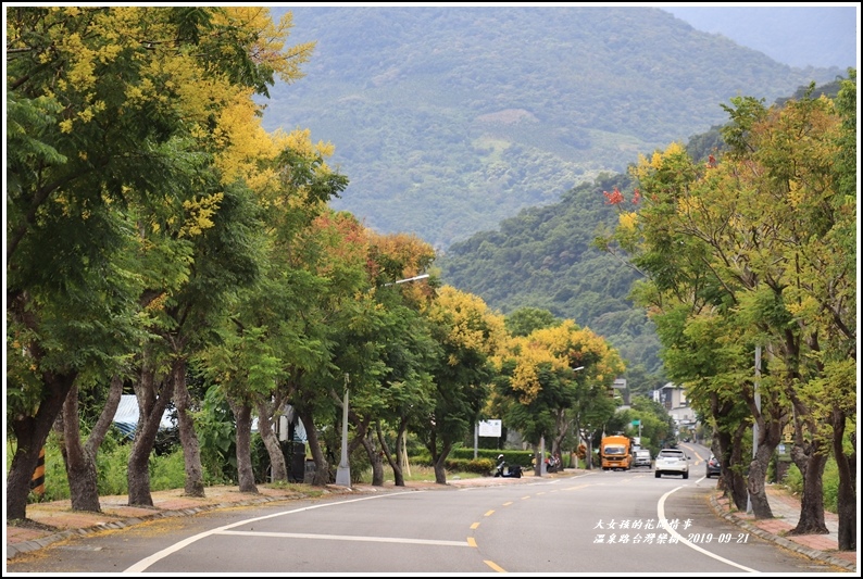 瑞穗溫泉路台灣欒樹-2019-09-11.jpg