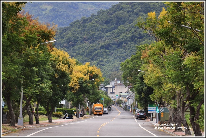 瑞穗溫泉路台灣欒樹-2019-09-16.jpg