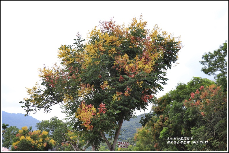 瑞穗溫泉路台灣欒樹-2019-09-22.jpg