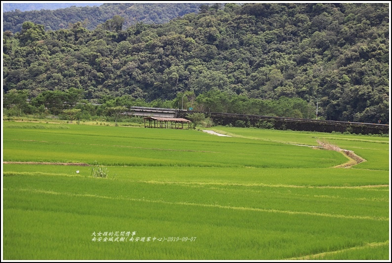 南安金城武樹(南安遊客中心)-2019-09-06.jpg