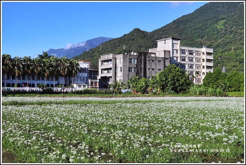 吉安韭菜花田(九月雪)-2019-09-01.jpg