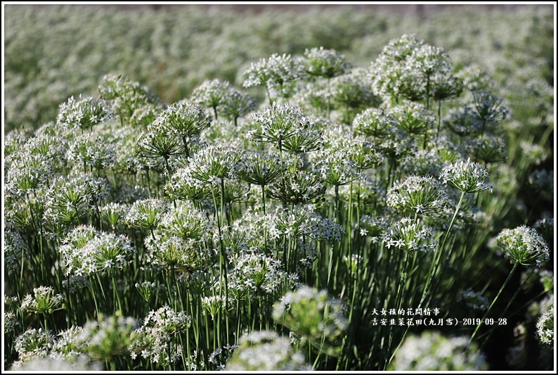 吉安韭菜花田(九月雪)-2019-09-02.jpg