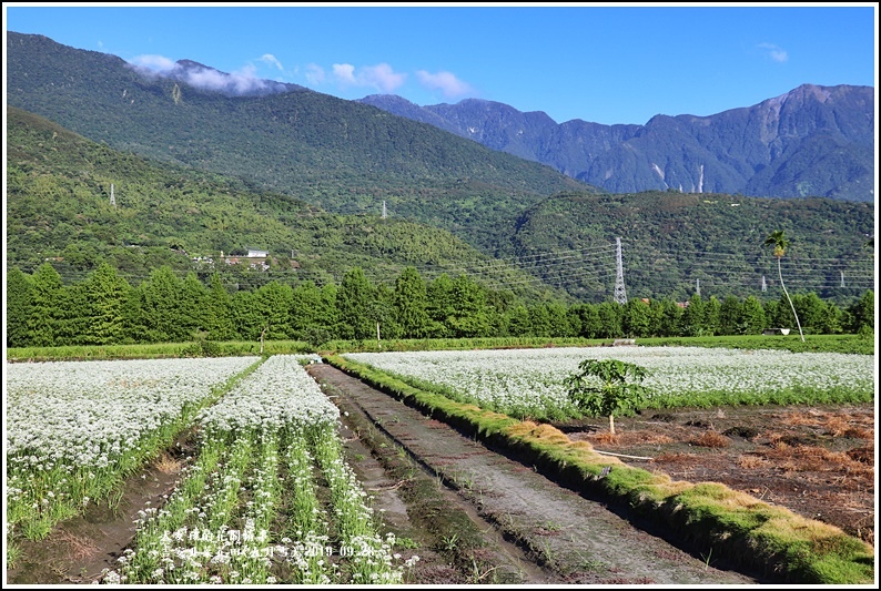 吉安韭菜花田(九月雪)-2019-09-04.jpg