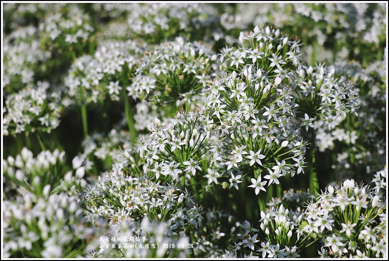 吉安韭菜花田(九月雪)-2019-09-03.jpg