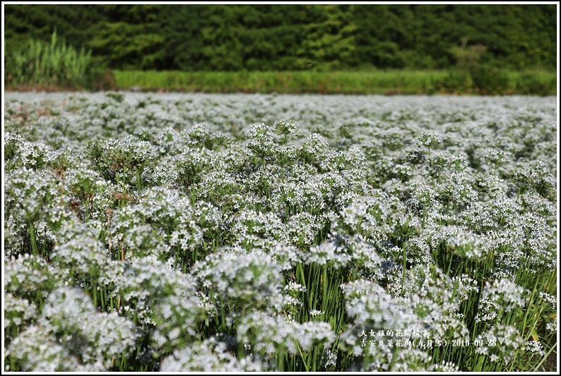 吉安韭菜花田(九月雪)-2019-09-05.jpg