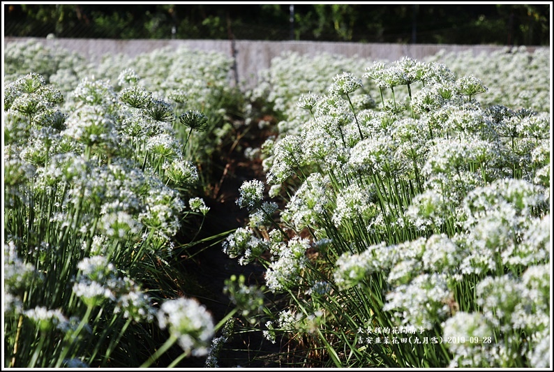 吉安韭菜花田(九月雪)-2019-09-06.jpg