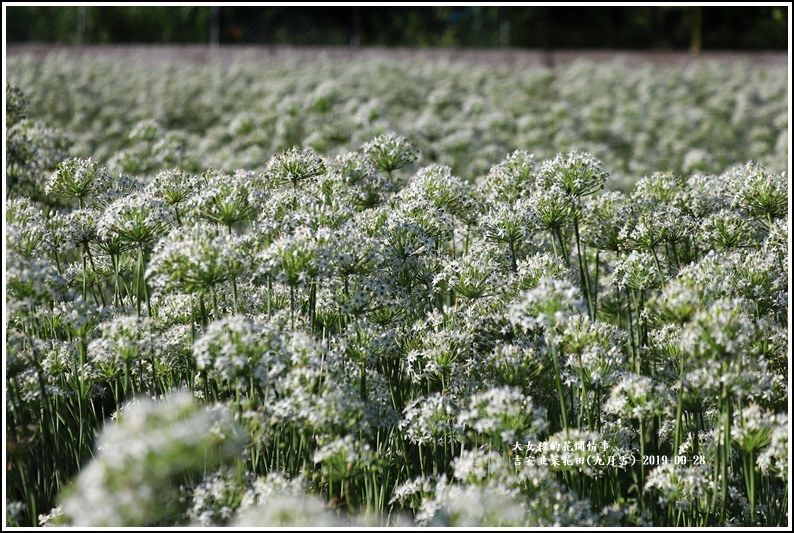 吉安韭菜花田(九月雪)-2019-09-07.jpg