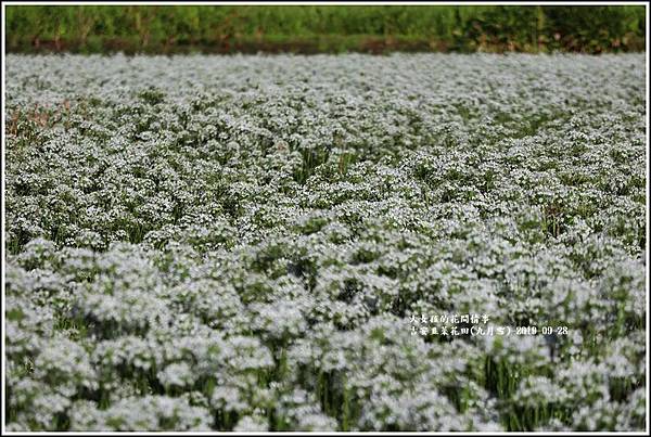 吉安韭菜花田(九月雪)-2019-09-08.jpg