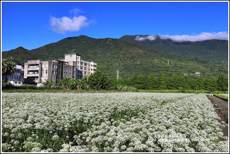 吉安韭菜花田(九月雪)-2019-09-11.jpg