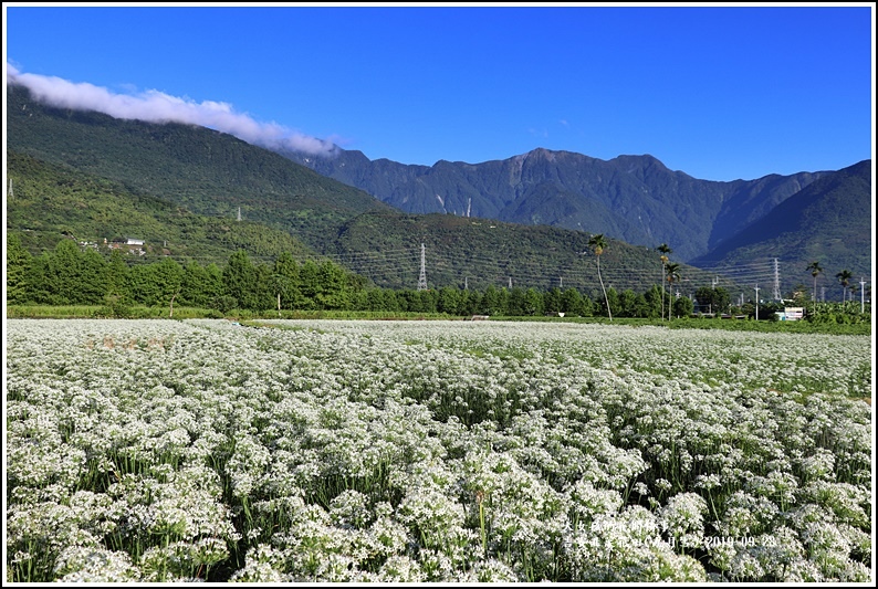 吉安韭菜花田(九月雪)-2019-09-12.jpg