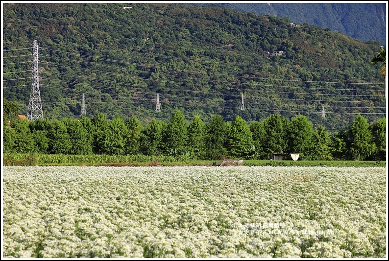 吉安韭菜花田(九月雪)-2019-09-14.jpg