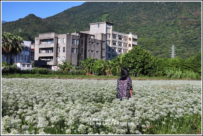 吉安韭菜花田(九月雪)-2019-09-18.jpg