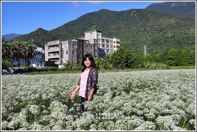 吉安韭菜花田(九月雪)-2019-09-19.jpg