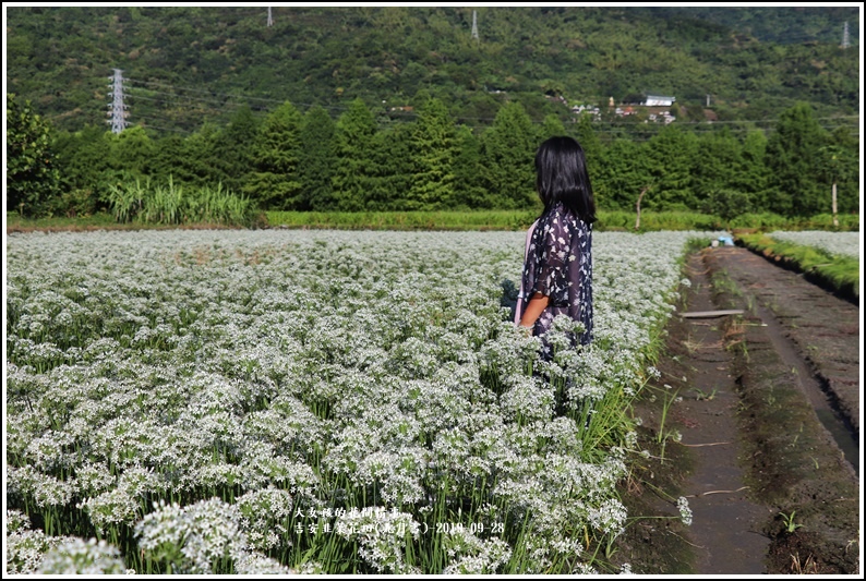 吉安韭菜花田(九月雪)-2019-09-20.jpg