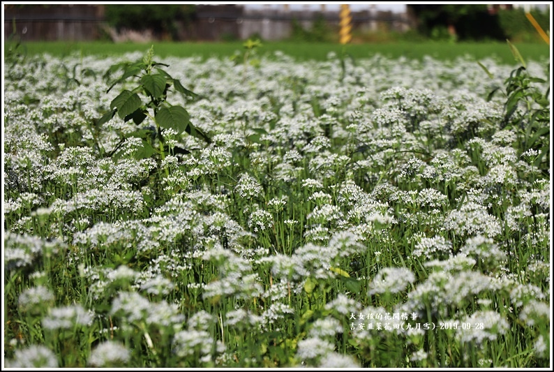 吉安韭菜花田(九月雪)-2019-09-26.jpg