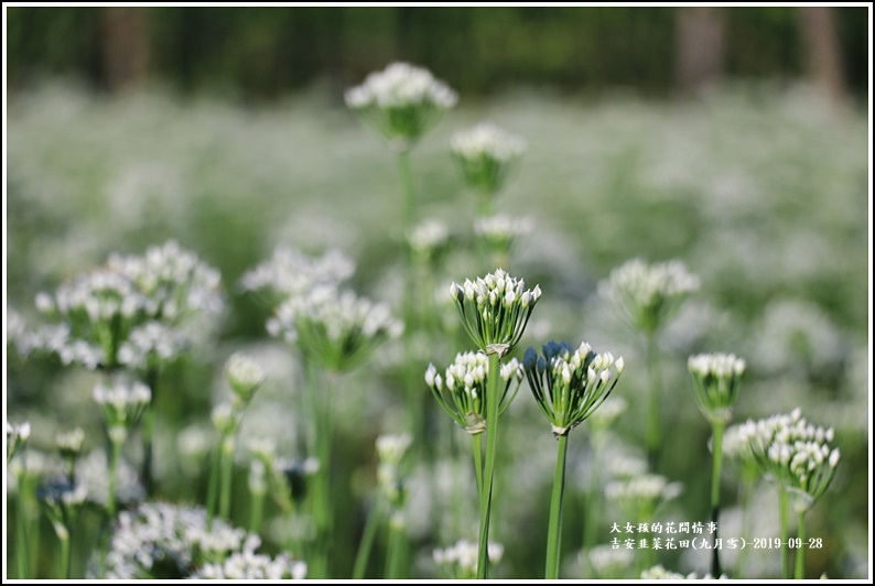 吉安韭菜花田(九月雪)-2019-09-28.jpg