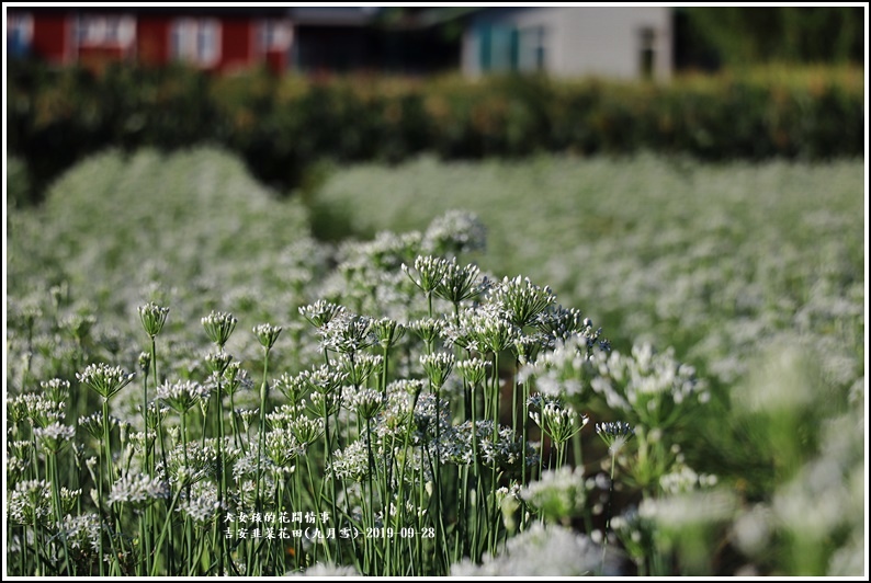 吉安韭菜花田(九月雪)-2019-09-29.jpg