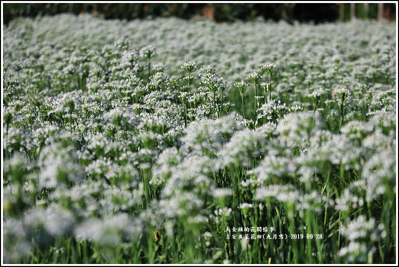 吉安韭菜花田(九月雪)-2019-09-31.jpg