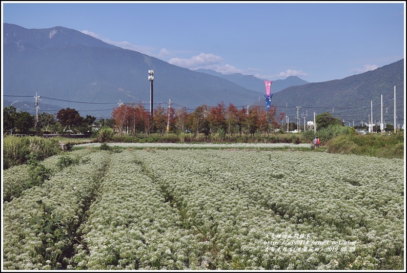 吉安九月雪(韭菜花田)-2019-09-04.jpg