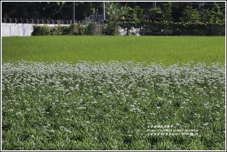 吉安九月雪(韭菜花田)-2019-09-05.jpg