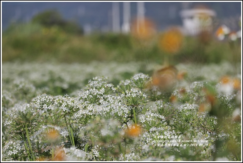 吉安九月雪(韭菜花田)-2019-09-07.jpg