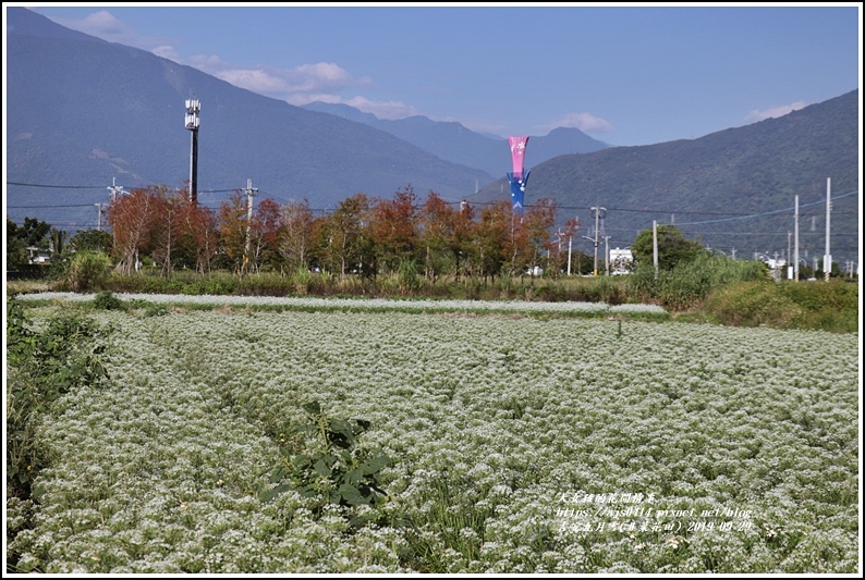 吉安九月雪(韭菜花田)-2019-09-24.jpg