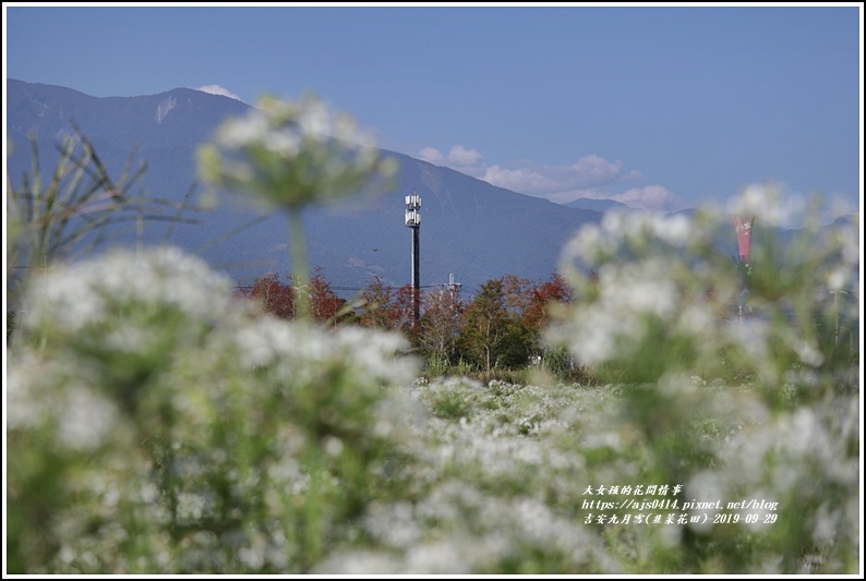 吉安九月雪,落羽松,韭菜花海,知卡宣公園,南埔營區,花田拍攝,季節限定美景,花蓮景點,韭菜花田