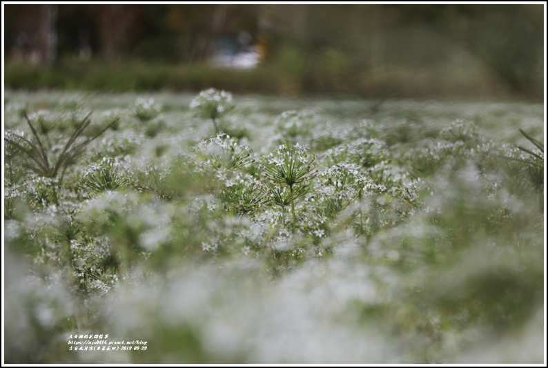 吉安九月雪(韭菜花田)-2019-09-28.jpg