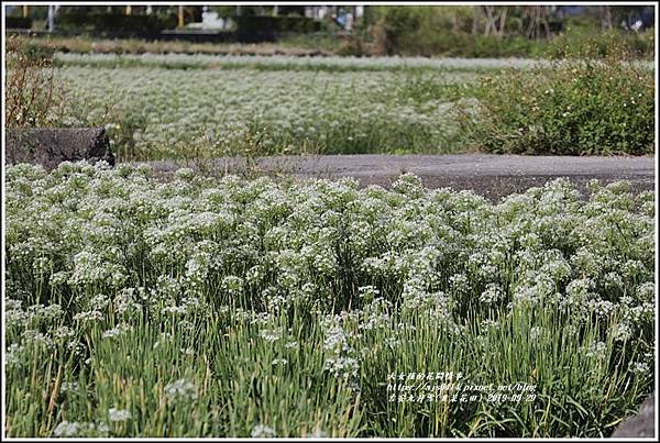 吉安九月雪(韭菜花田)-2019-09-33.jpg