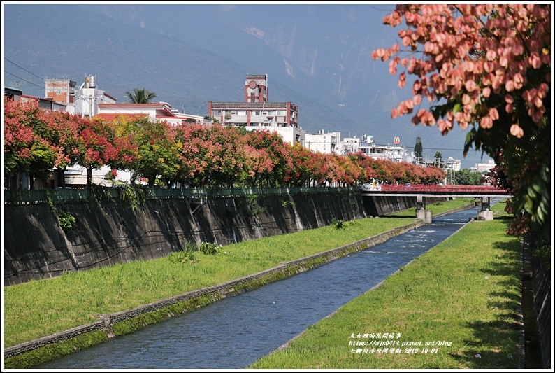 七腳川溪台灣欒樹-2019-10-09.jpg