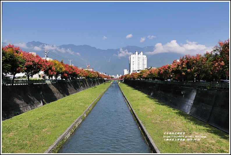 七腳川溪台灣欒樹-2019-10-02.jpg