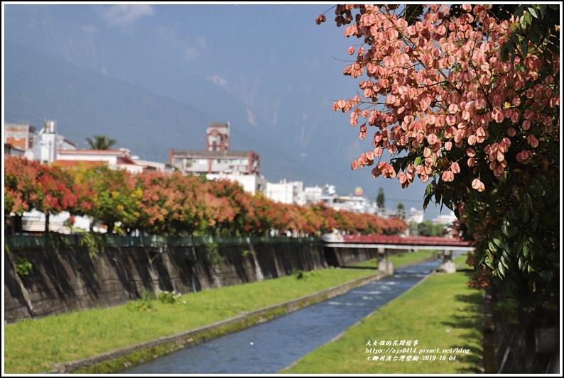 七腳川溪台灣欒樹-2019-10-08.jpg