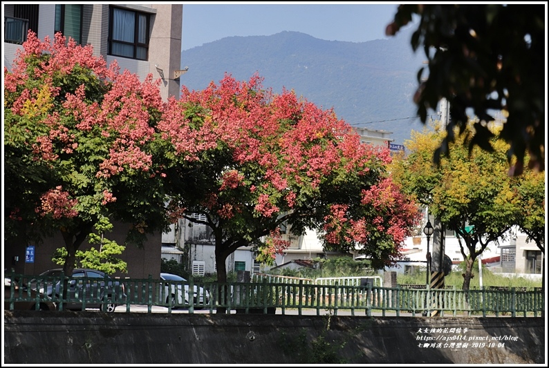 七腳川溪台灣欒樹-2019-10-10.jpg