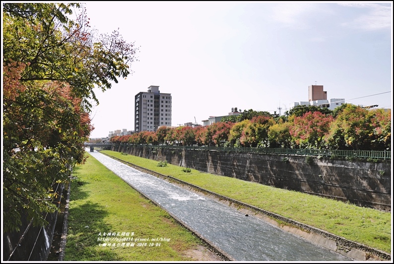 七腳川溪台灣欒樹-2019-10-14.jpg