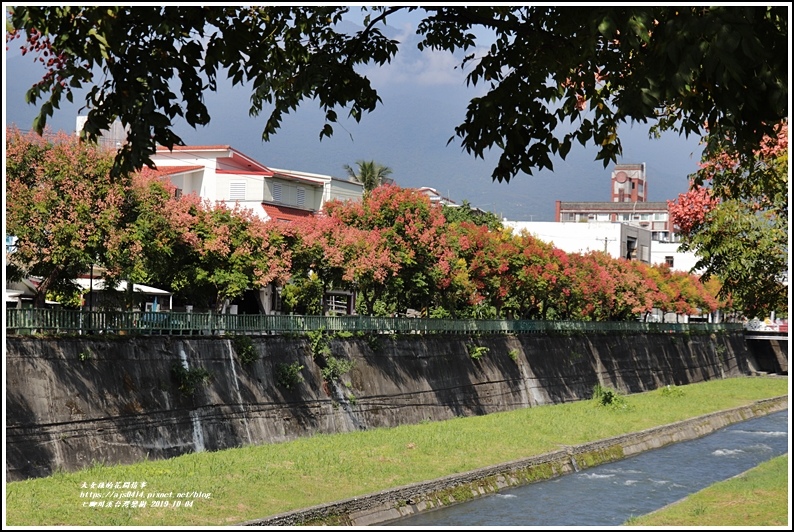 七腳川溪台灣欒樹-2019-10-12.jpg