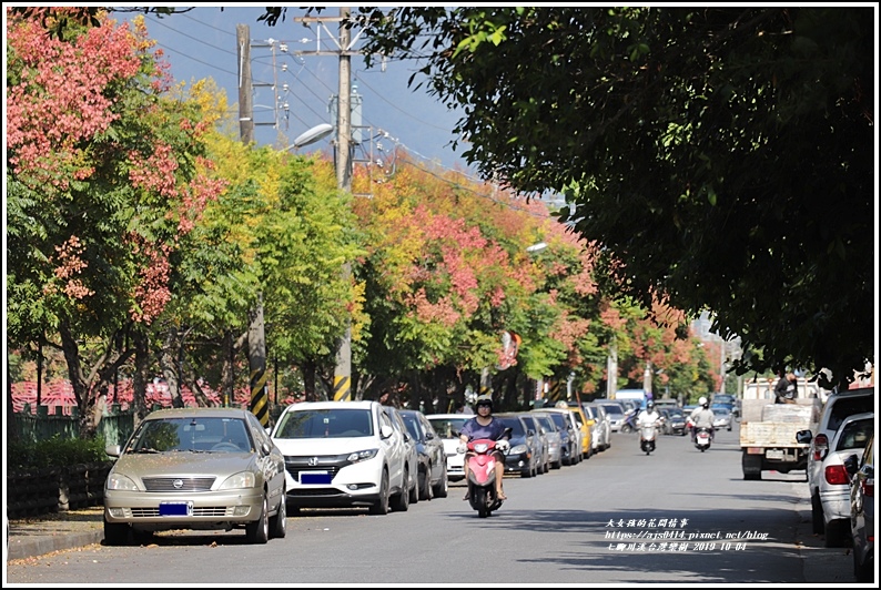 七腳川溪台灣欒樹-2019-10-13.jpg