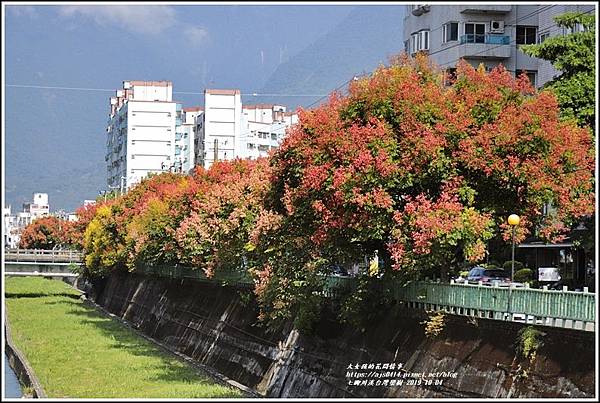 七腳川溪台灣欒樹-2019-10-18.jpg